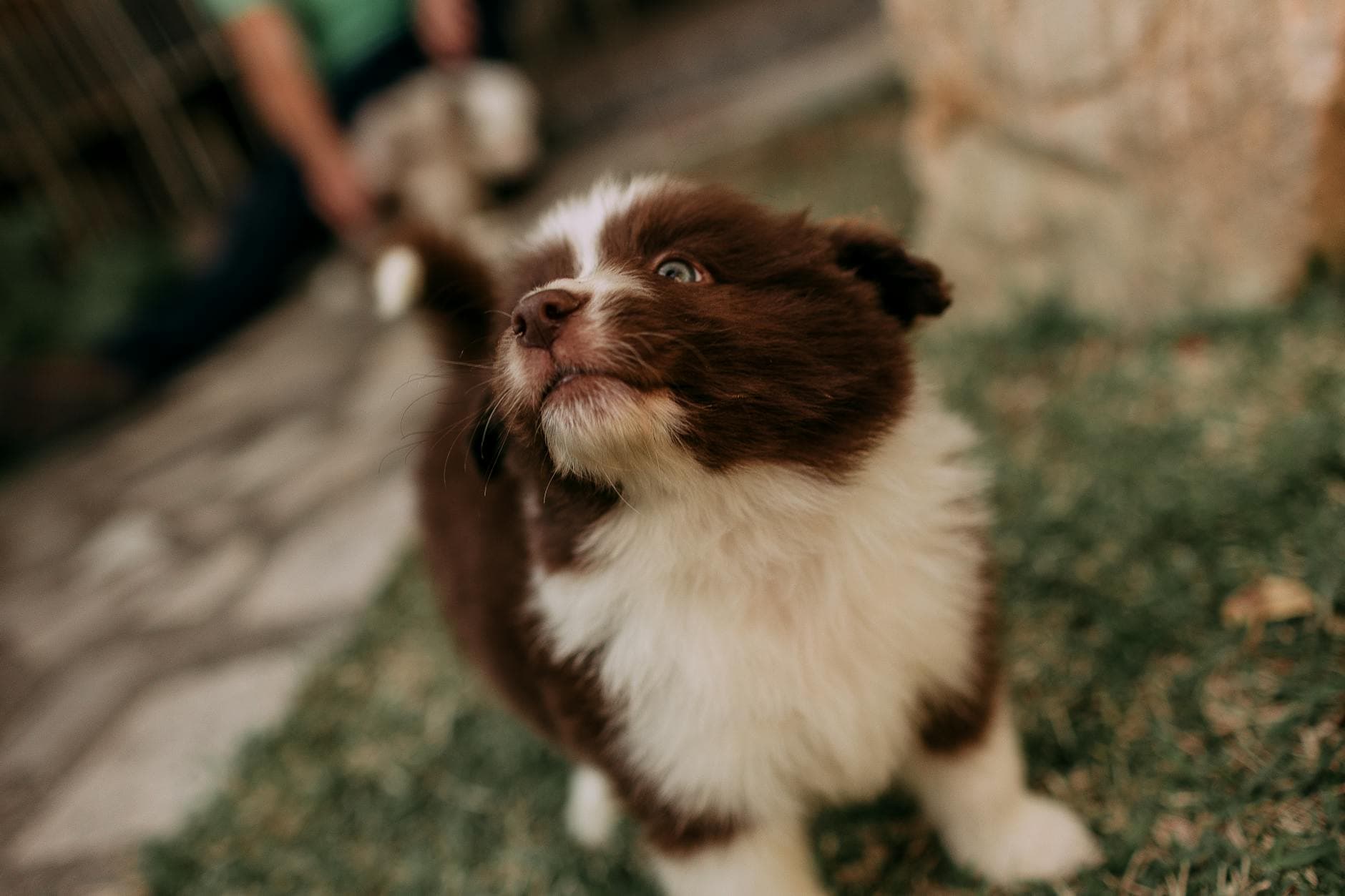 Charming close-up of a fluffy brown and white puppy playing on a sunny day.