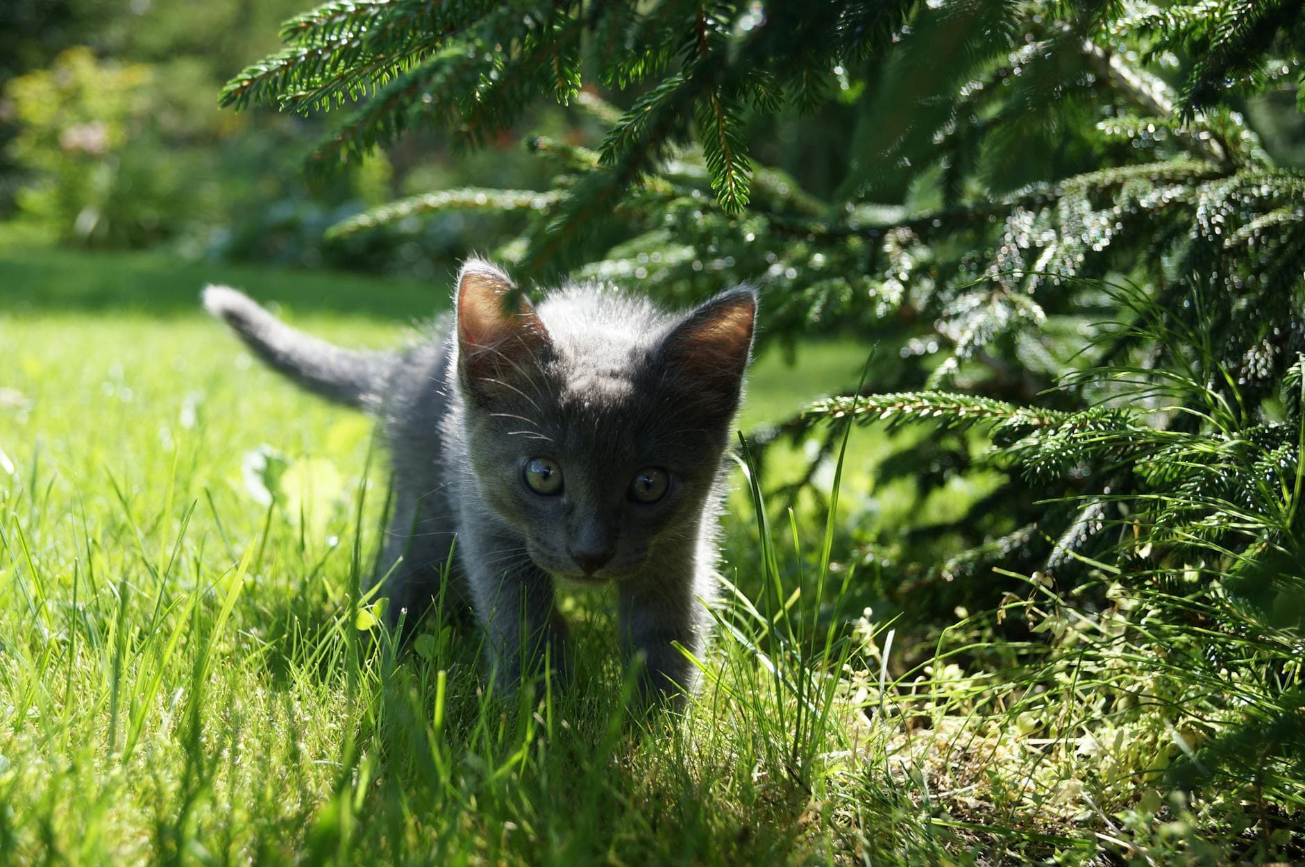 Adorable gray kitten exploring a lush garden on a sunny day with a curious gaze.
