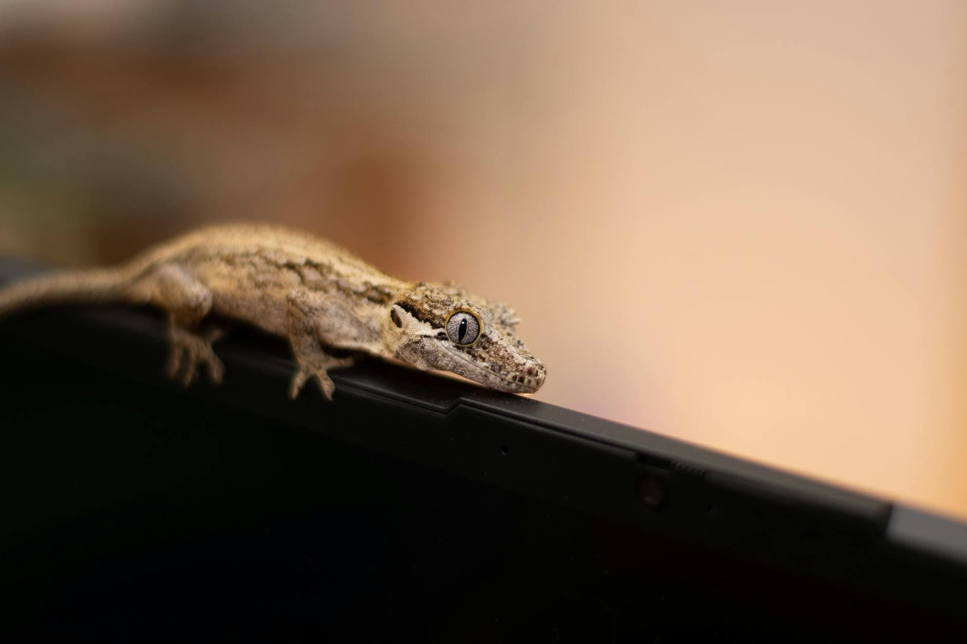 A detailed image of a gecko perched on an electronic device, showcasing its scales and eyes.
