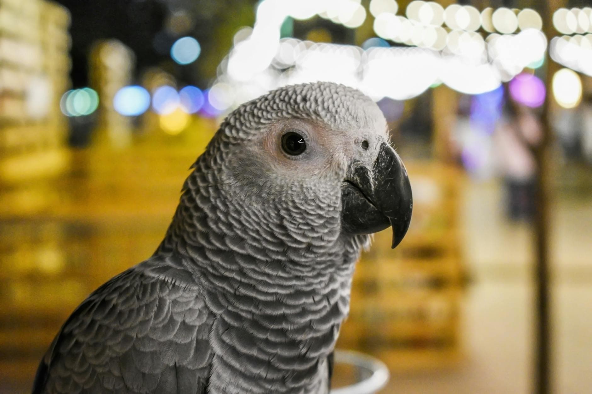 A grey parrot beautifully captured in focus against a vibrant bokeh background, highlighting its features.